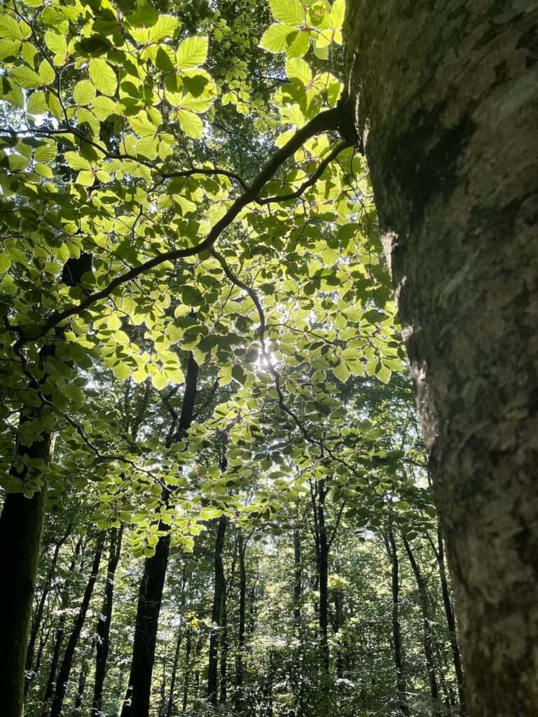 Arbres lumières Jeux de lumières bain de forêt Prise d'Alzeau
